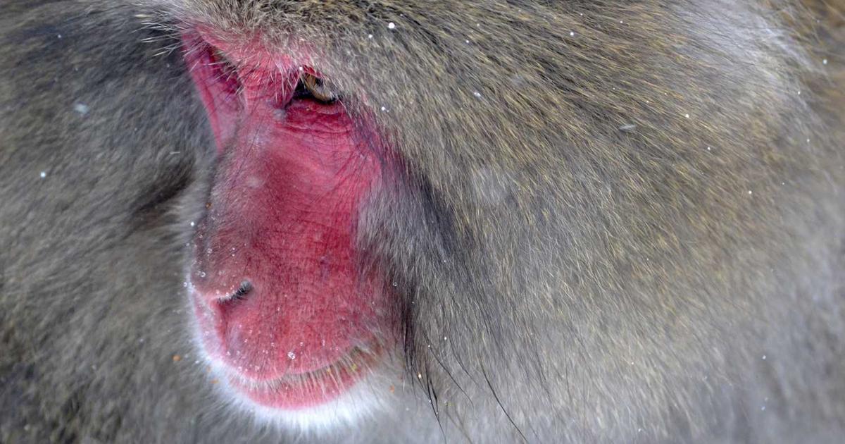 Unveiling Brazil: A Year-Long Journey Through Its True Heart