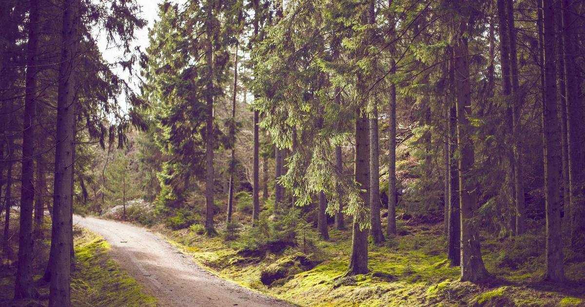 Brazil's Online Betting Boom: $7 Billion in Revenue in Just One Year