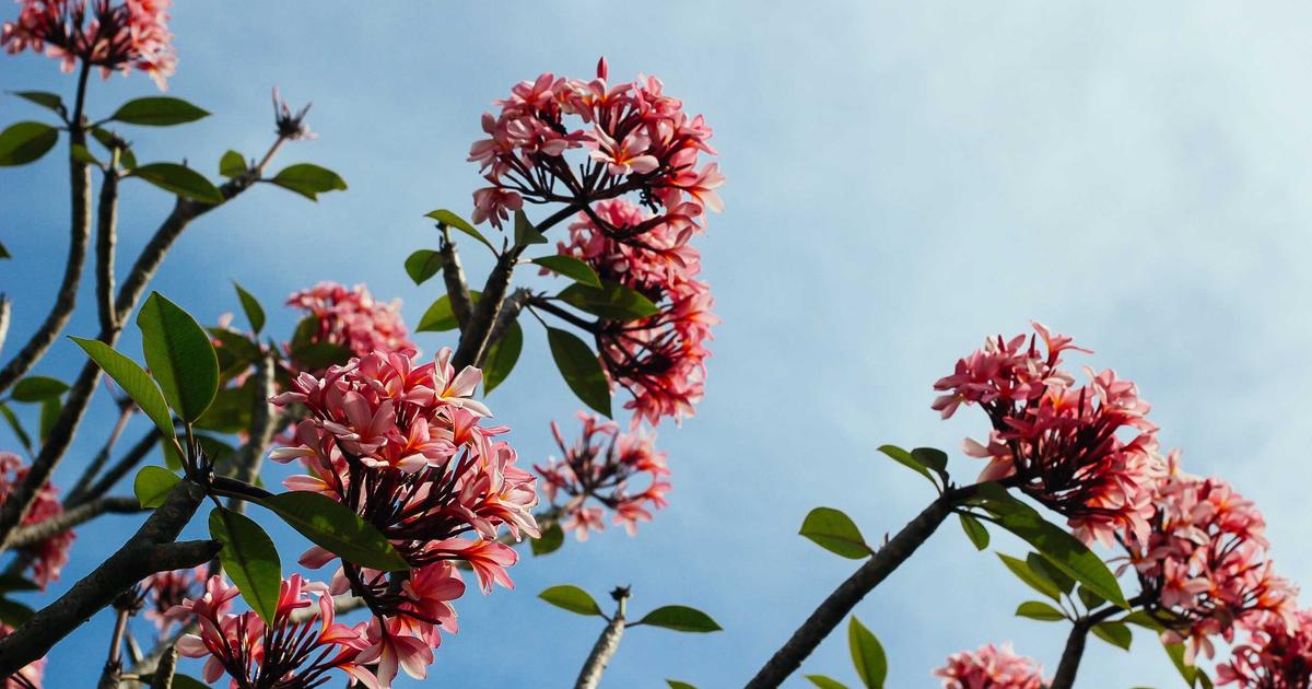 South Dakota Senate Approves Sports Betting Measure for Voter Decision