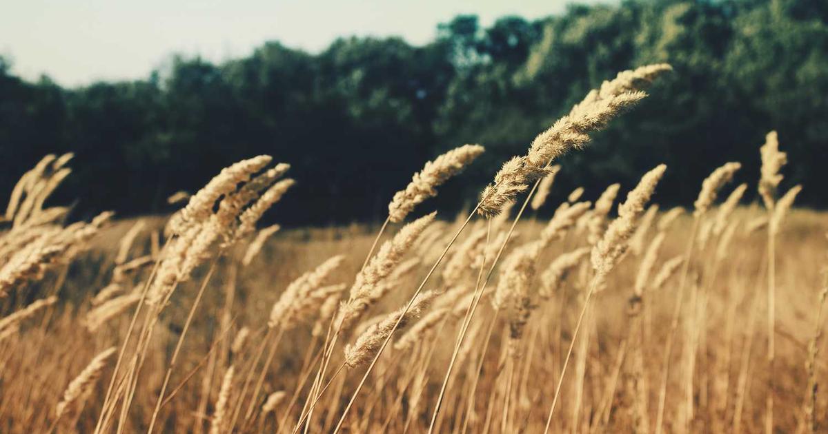 Kambi's 2026 World Cup Playbook: Data, Innovation, and the Race for Product Readiness